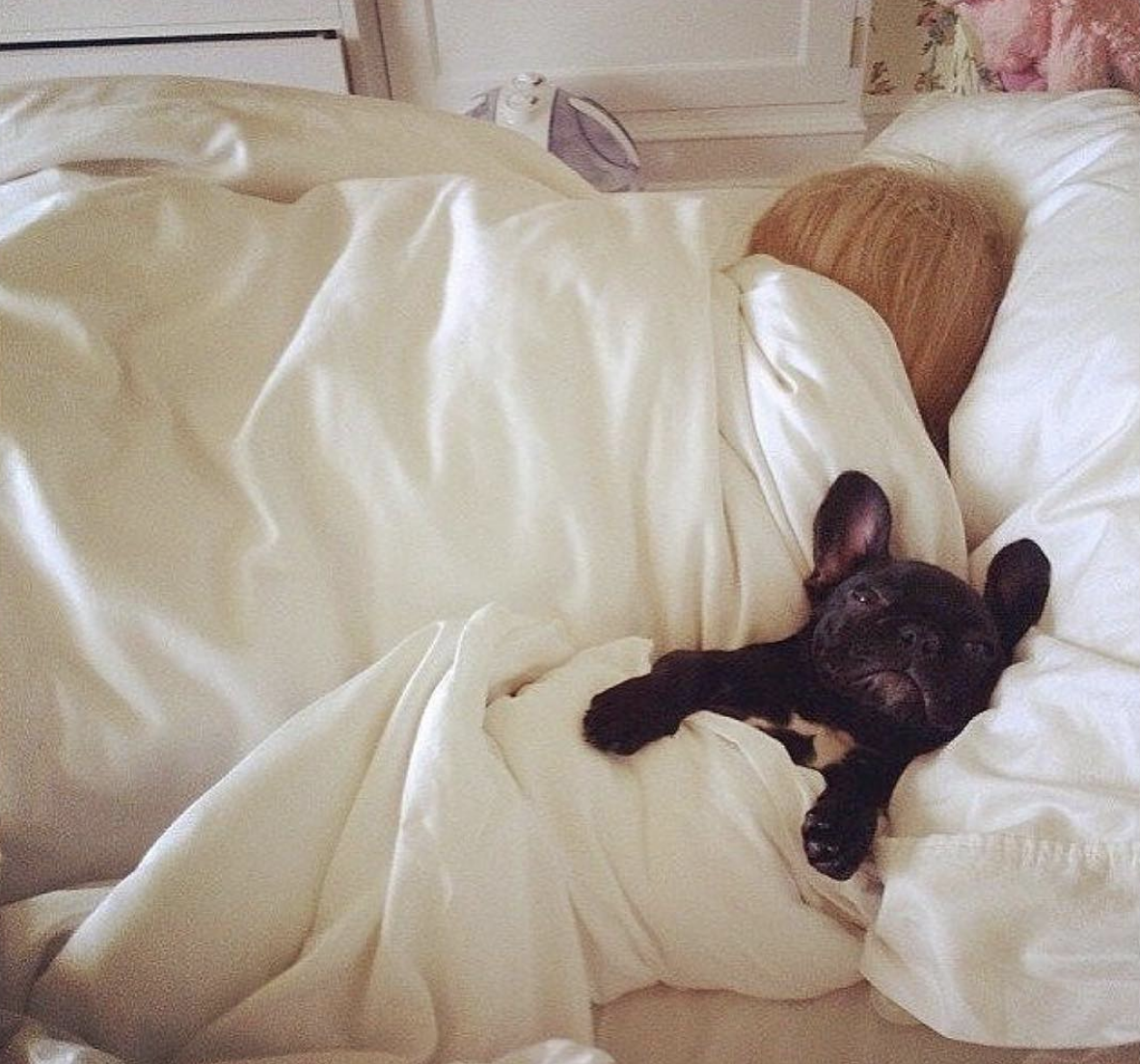 Зверь в постели. Кот-подушка. Кот лежит на подушке. Собака в постели. Кровать для кошки.