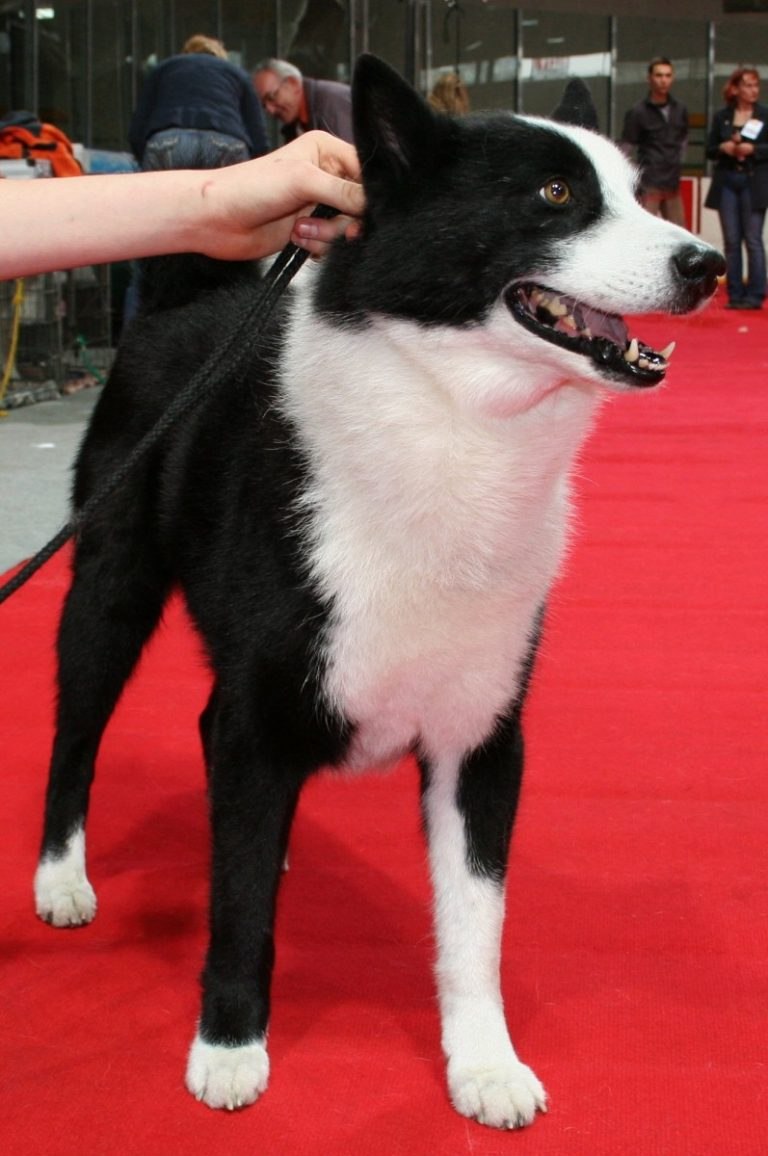 Karelian Dog