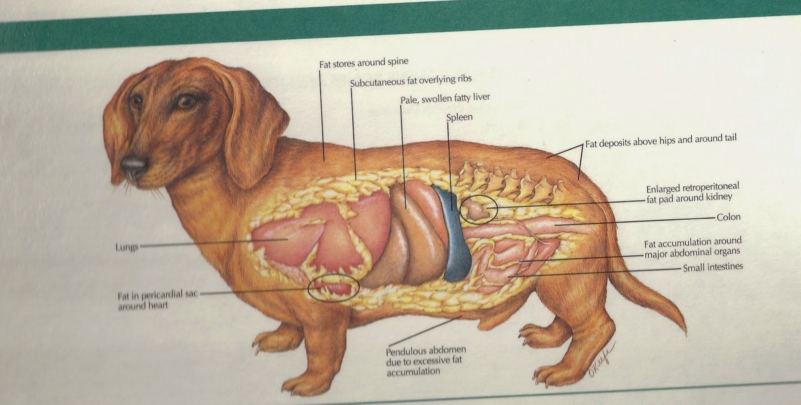 Можно ли собаке селезенку. Расположение внутренних органов у собаки анатомия. Анатомия собаки таксквнутренние органы. Анатомия собаки внутренние органы таксы. Строение внутренних органов собаки схема.
