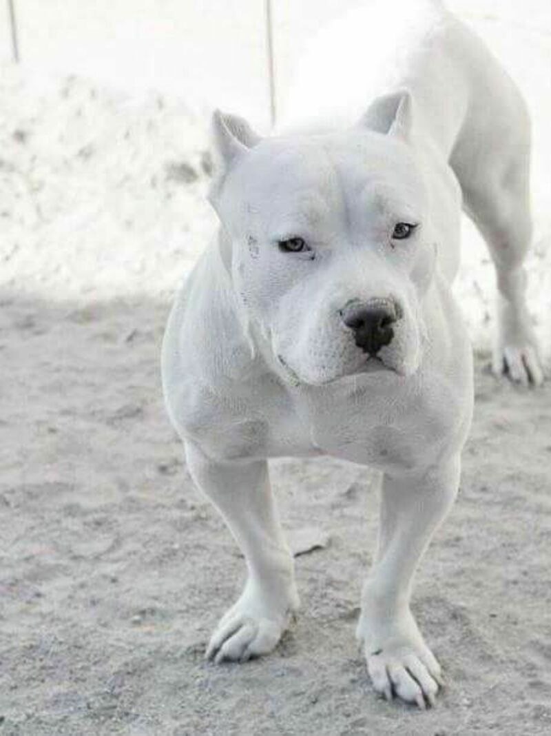 Питбуль белый щенок (65 фото)