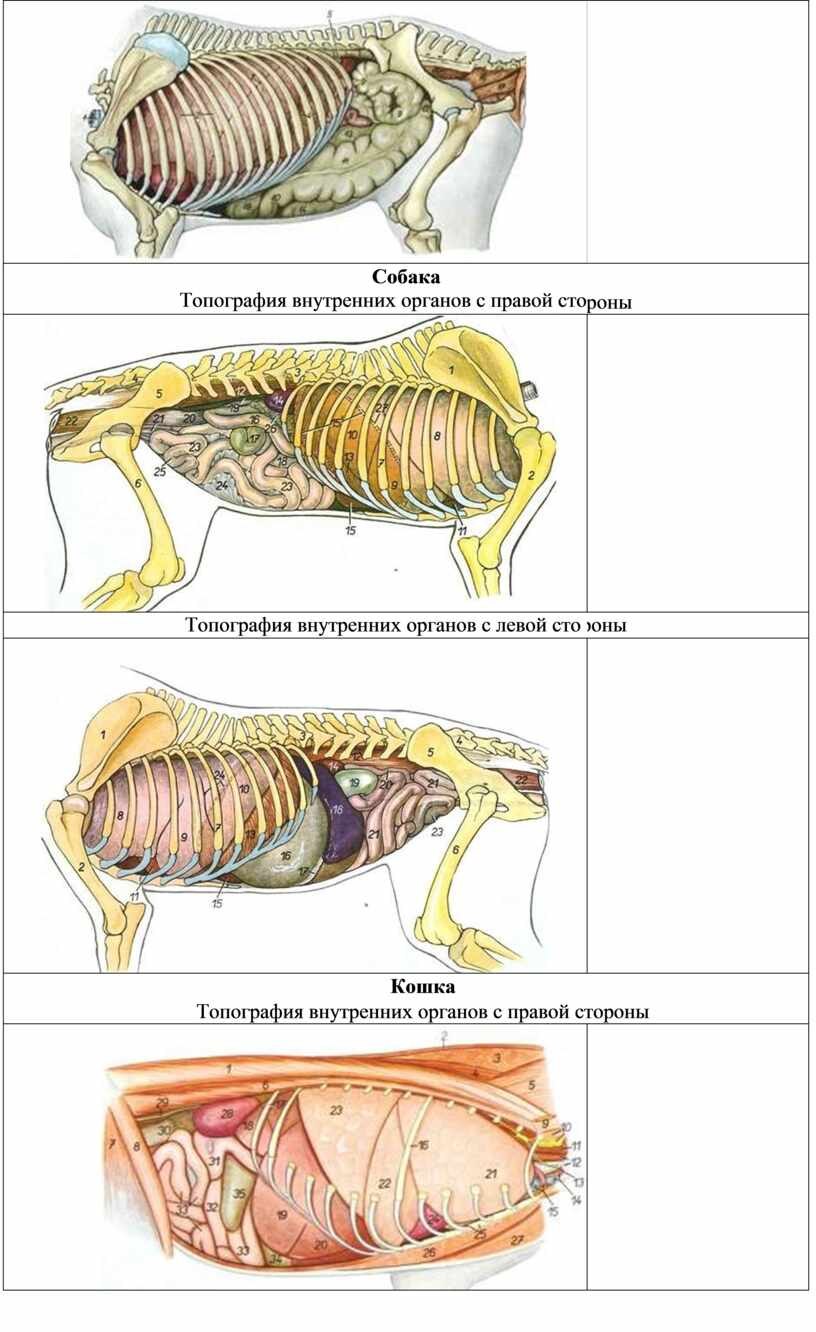 Матка собаки. Топография внутренних органов животных. Топография органов собаки. Внутренние органы собаки с правой стороны.