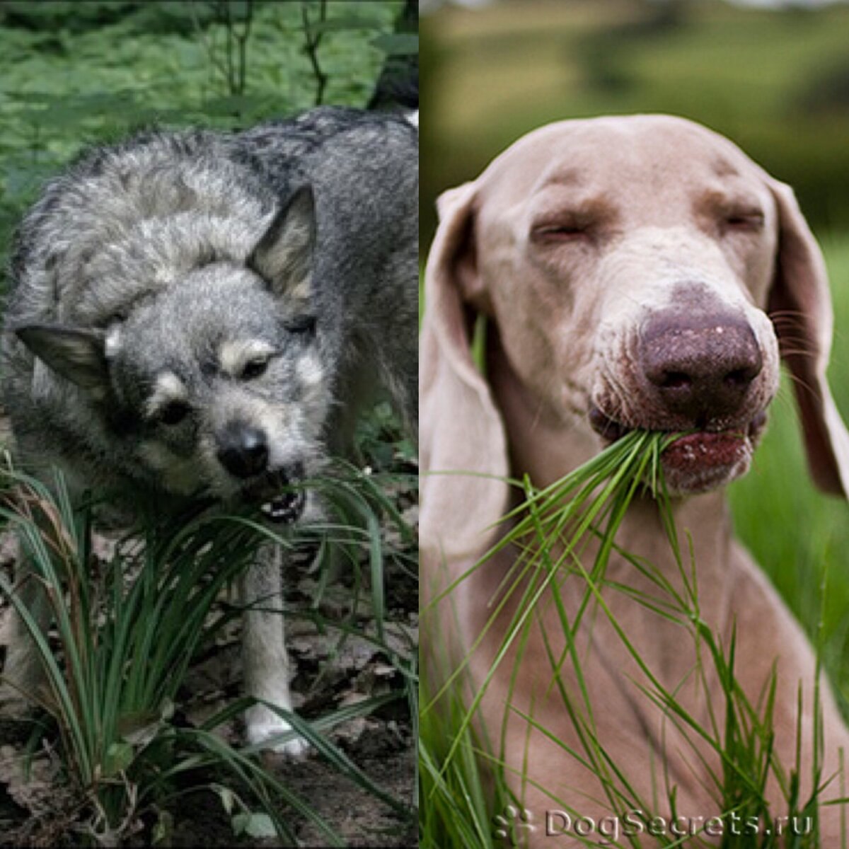 Зачем собака есть траву. Трава которую едят собаки. Собака нюхает землю. Земная собачка.