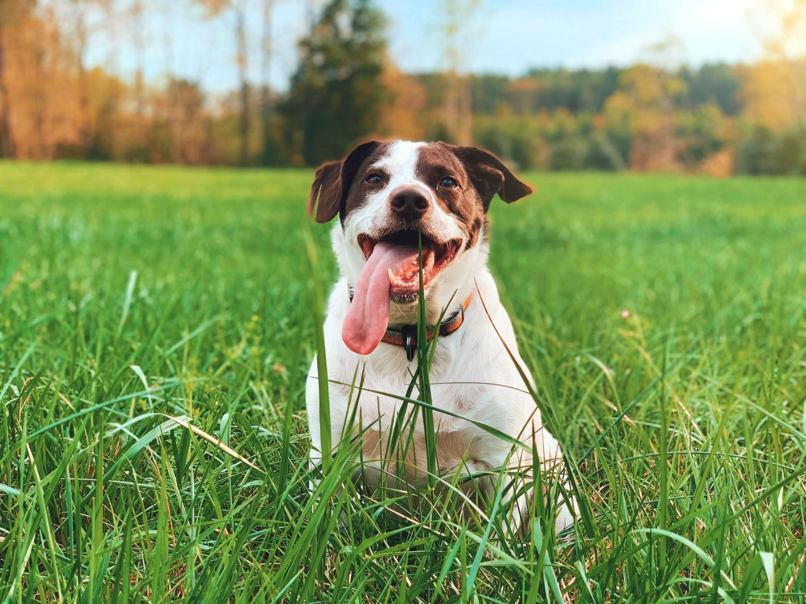 Собака и растение. Собака ест зелень. Собака ест траву. Dog on the grass.
