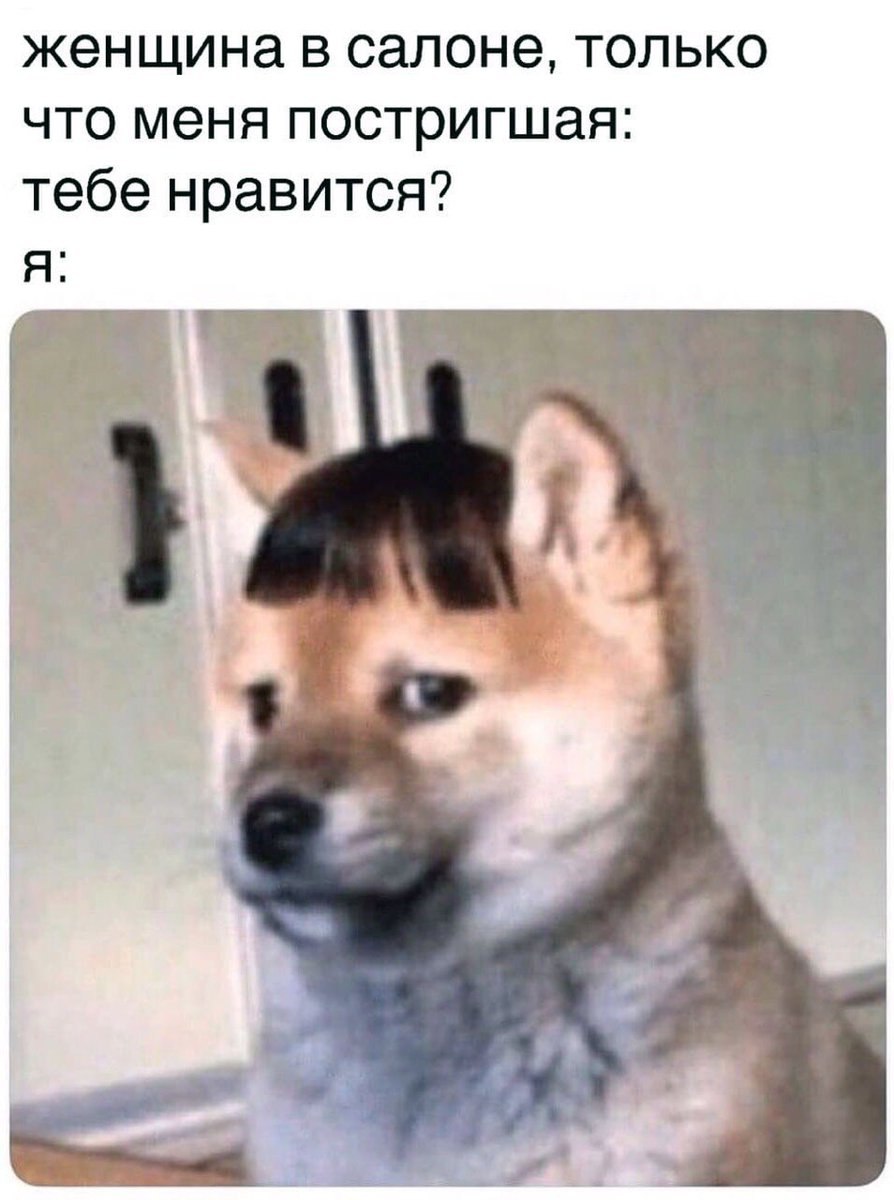 Собака и елка