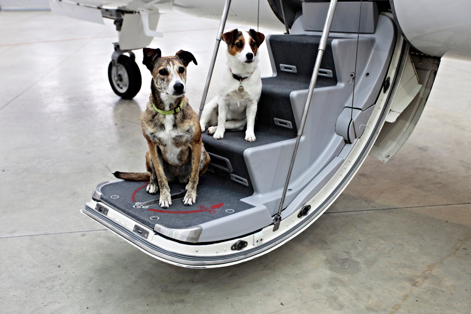 Выезд собаки за границу. Транспорт для перевозки животных. Авиаперевозка животных. Собака в самолете. Багажный отсек для животных в самолете.