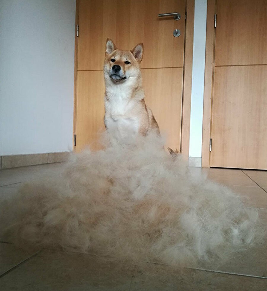 Лабрадор линяет