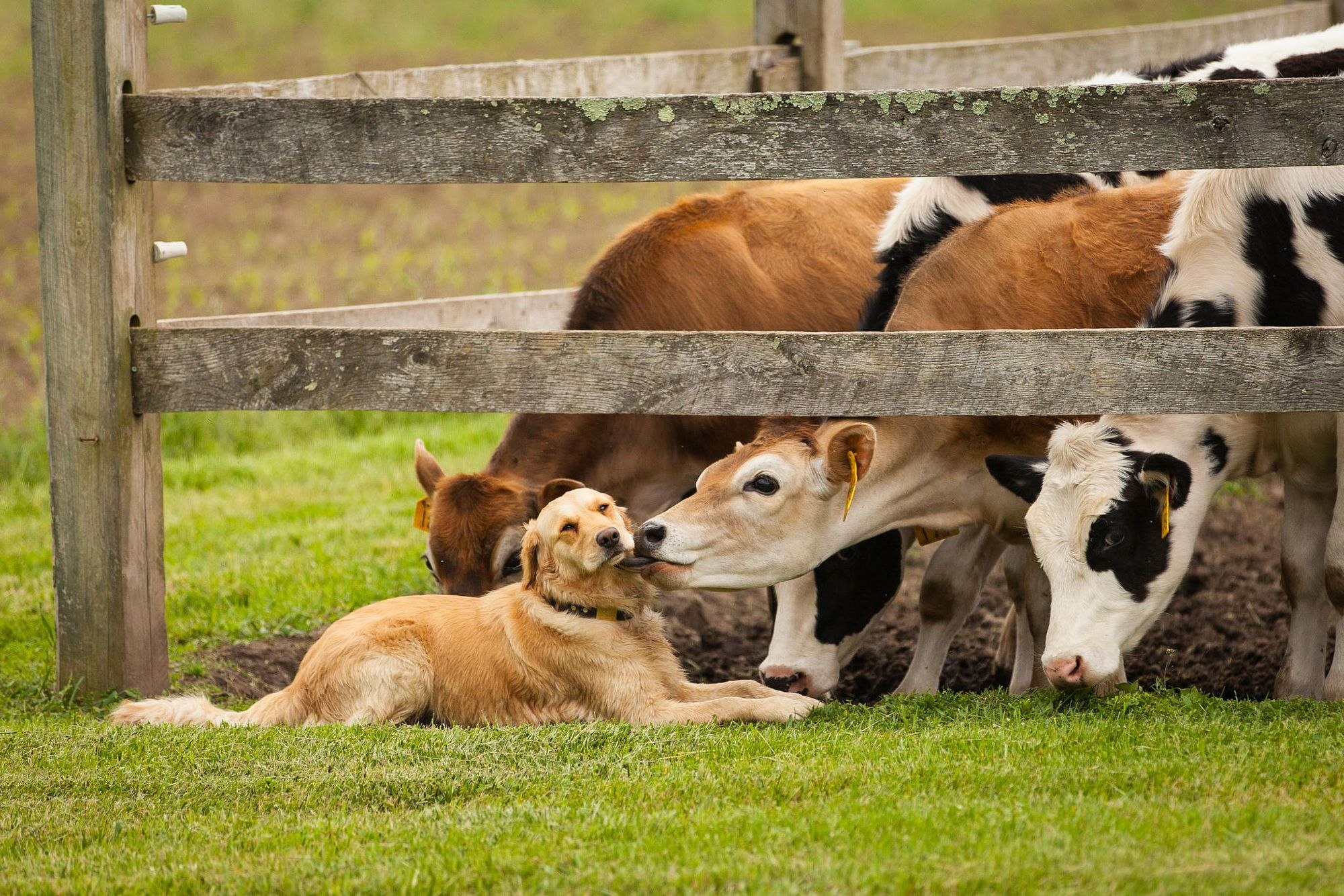 Домашние животные 1 часть. Фермерские животные. Ферма животных. Ферма с животными. Домашние животные на ферме.