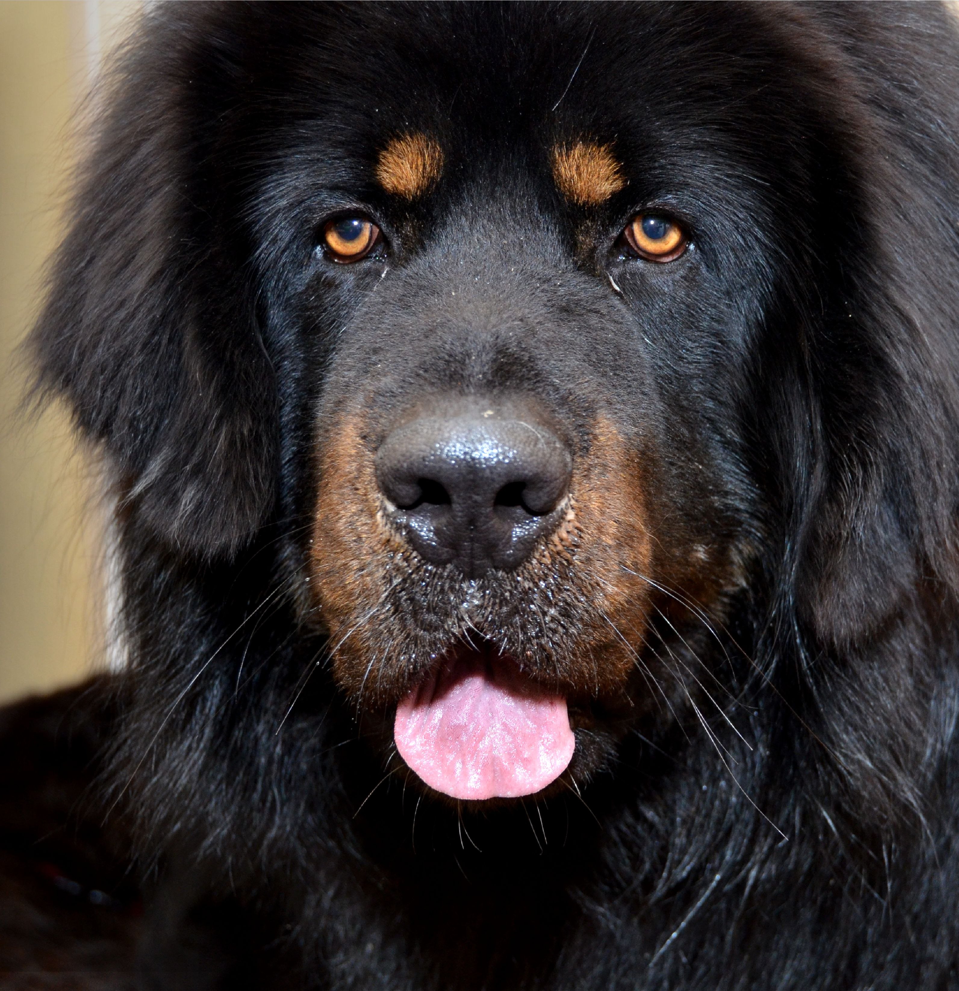 Собаки крупных пород черные. Тибетский мастиф. Афганский мастиф. Мастиф тибетский чкреыц. Тибетский МАСТИВ чёрный.