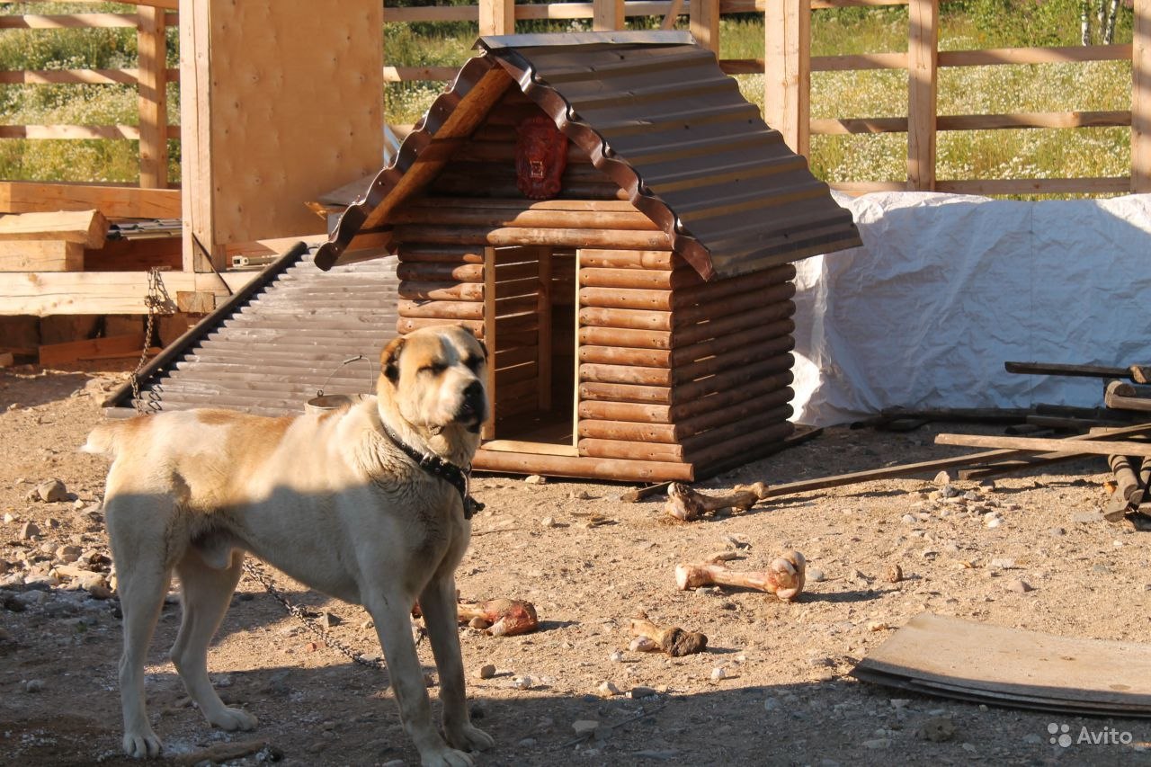 Fallout 4 будка для собаки фото 97