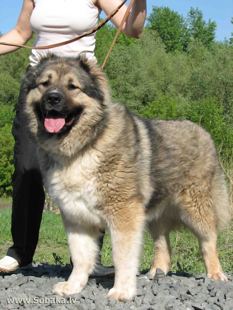 Кавказская овчарка