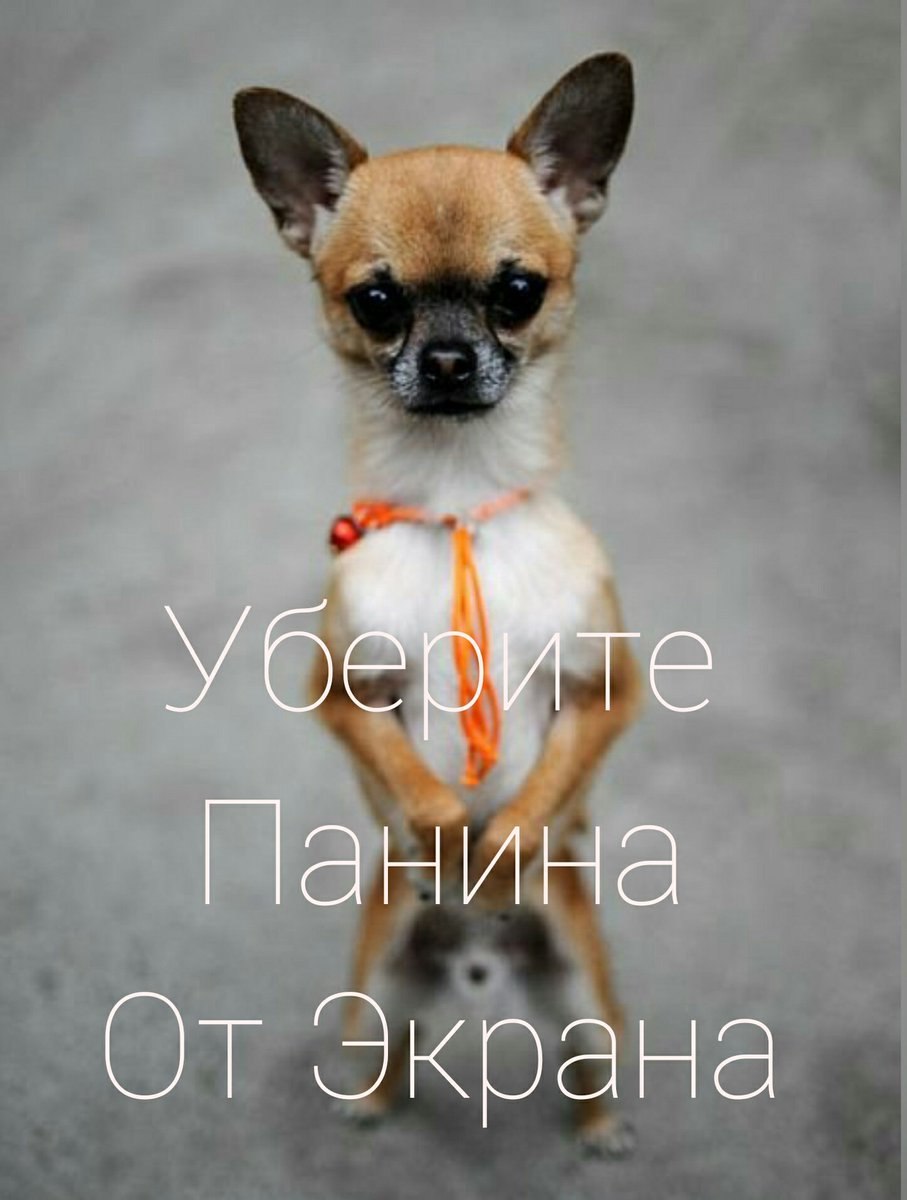 Лапа чихуахуа
