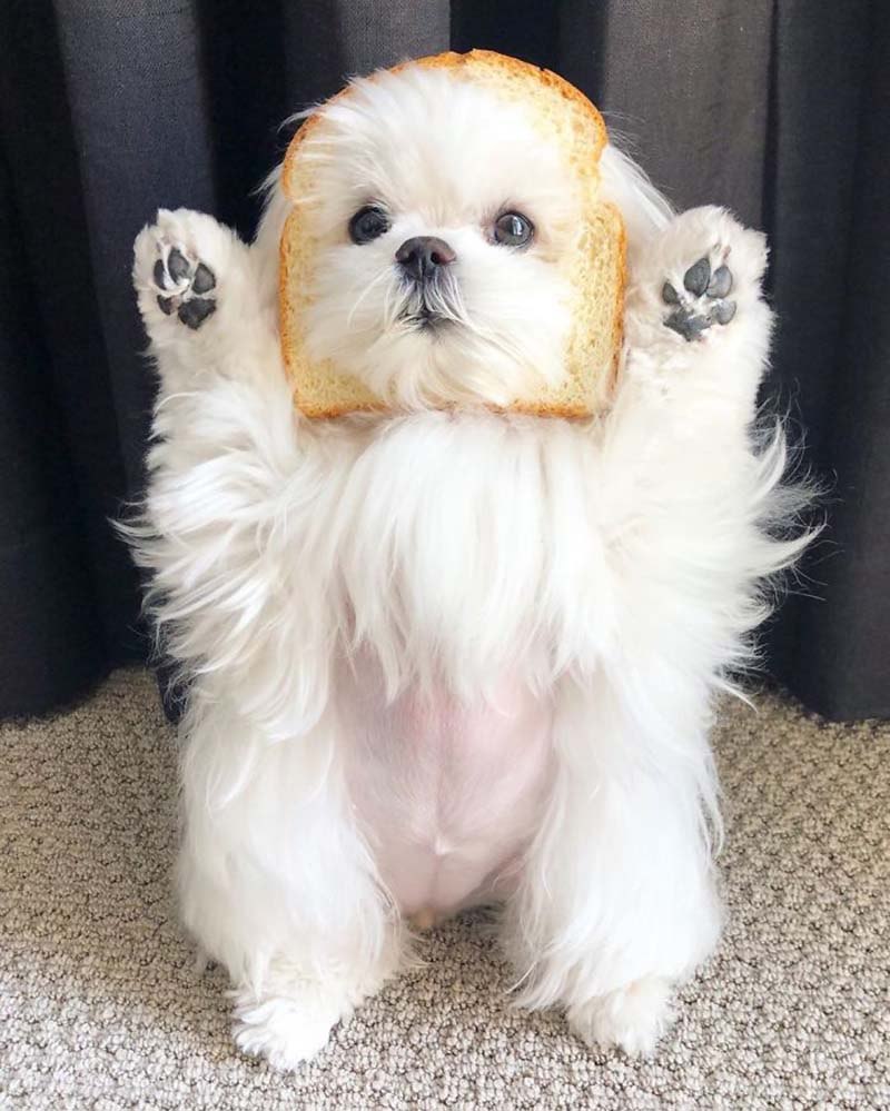 Мальтезе Коко