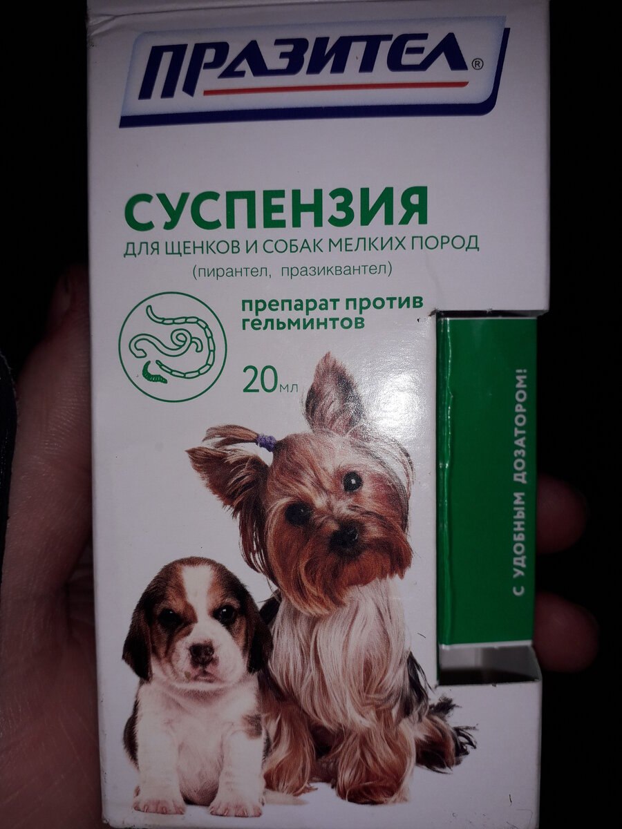 Болезни собак с глистами