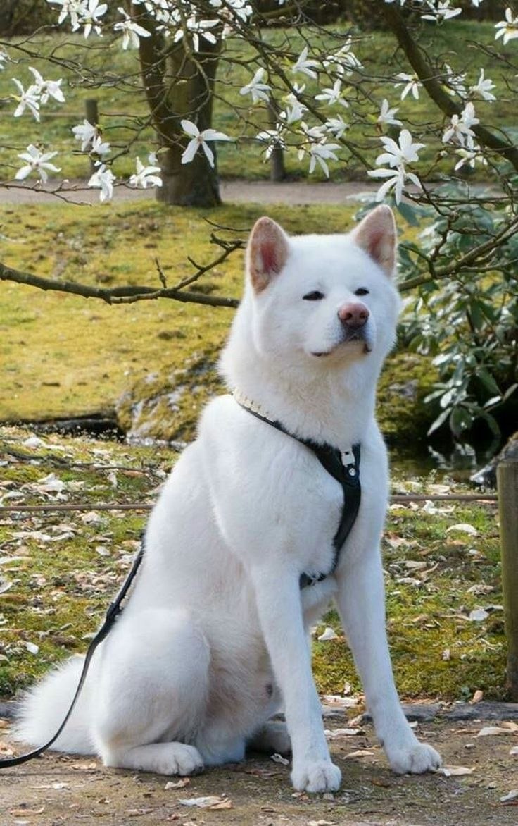 Акита ину белый щенок фото