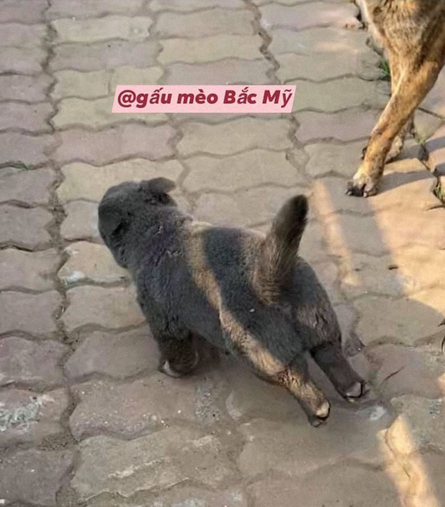 Куцехвостый хмонг собака