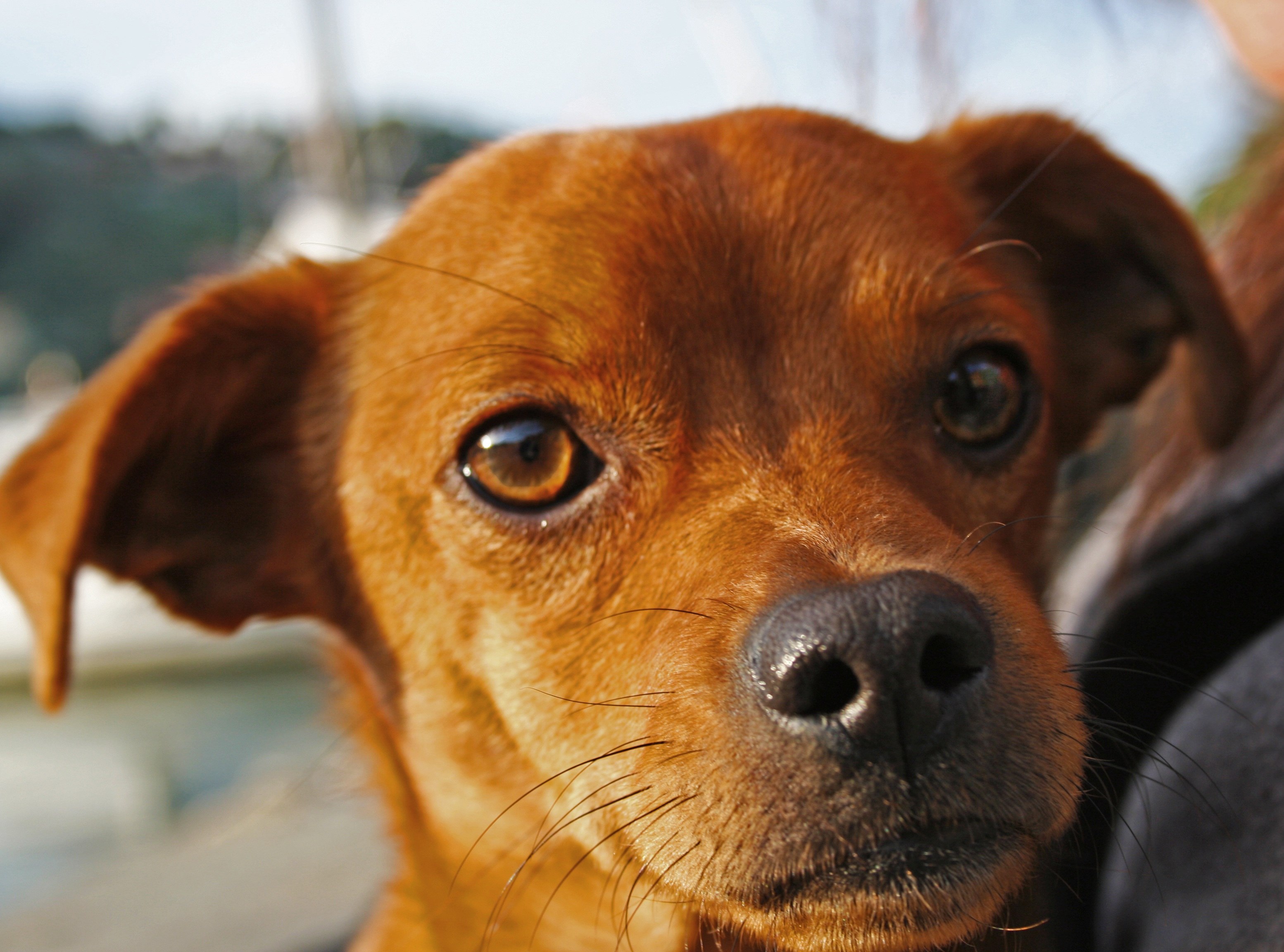 Собака оранжевого цвета (63 фото) - картинки sobakovod.club