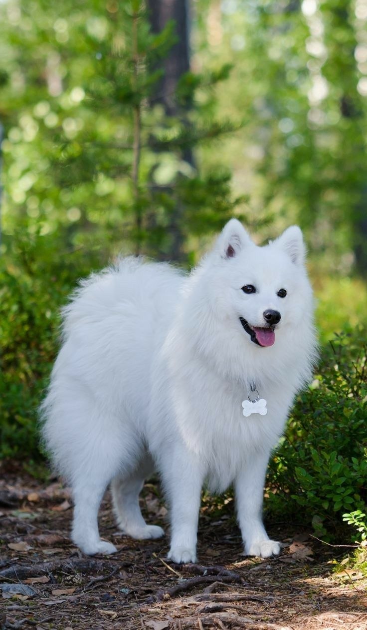 Американский эскимосский шпиц