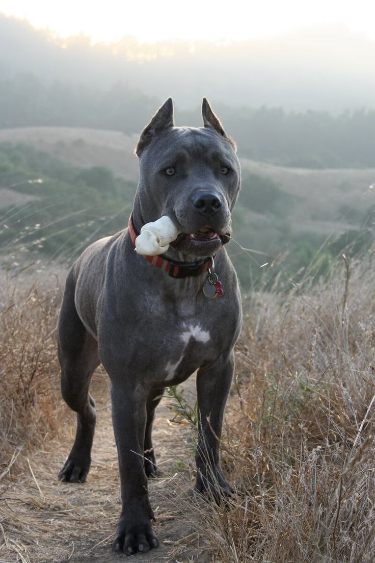 Кане Корсо (Cane Corso)