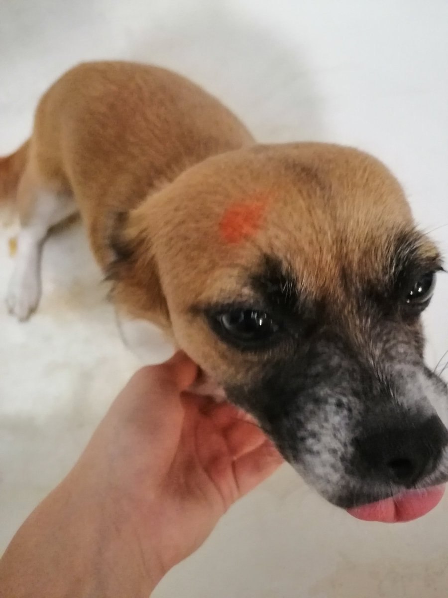 Игрушка chi chi Love собачка на поводке интерактивная