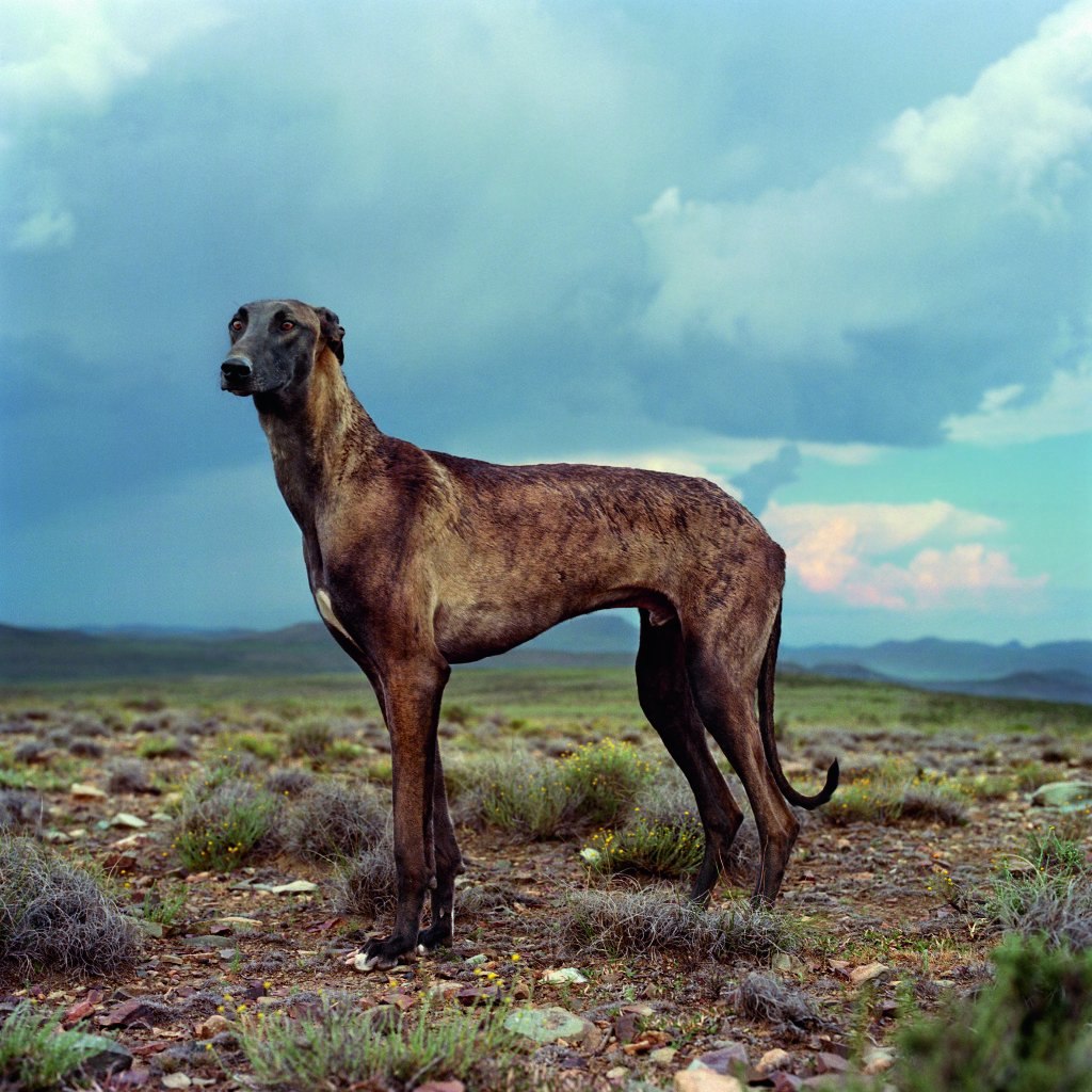 Аборигенные породы собак (67 фото) - картинки sobakovod.club