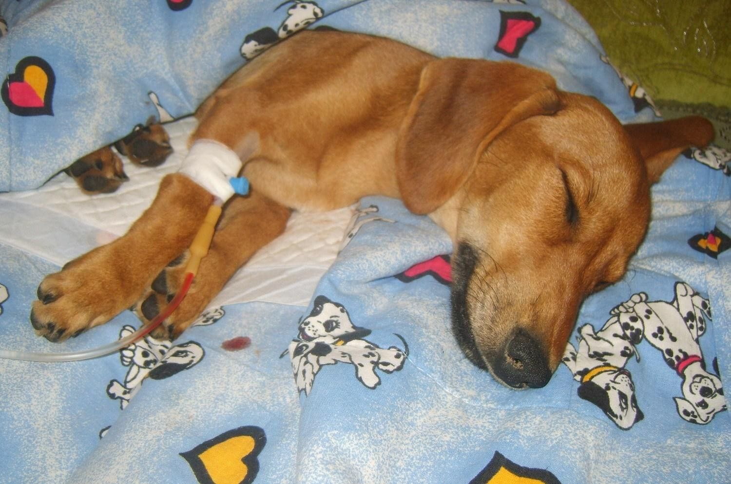 Собака перед операцией. Желтушная форма лептоспироза у собак.
