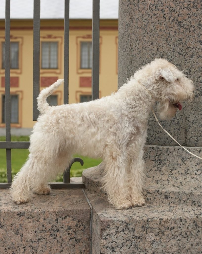 Ирландский мягкошерстный терьер