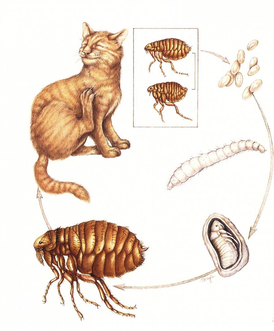 Чем наружные паразиты отличаются от. Жизненный цикл блохи кошачьей. Яйца личинки кошачьих блох. Цикл развития блохи. Огуречный цепень дипилидиоз.