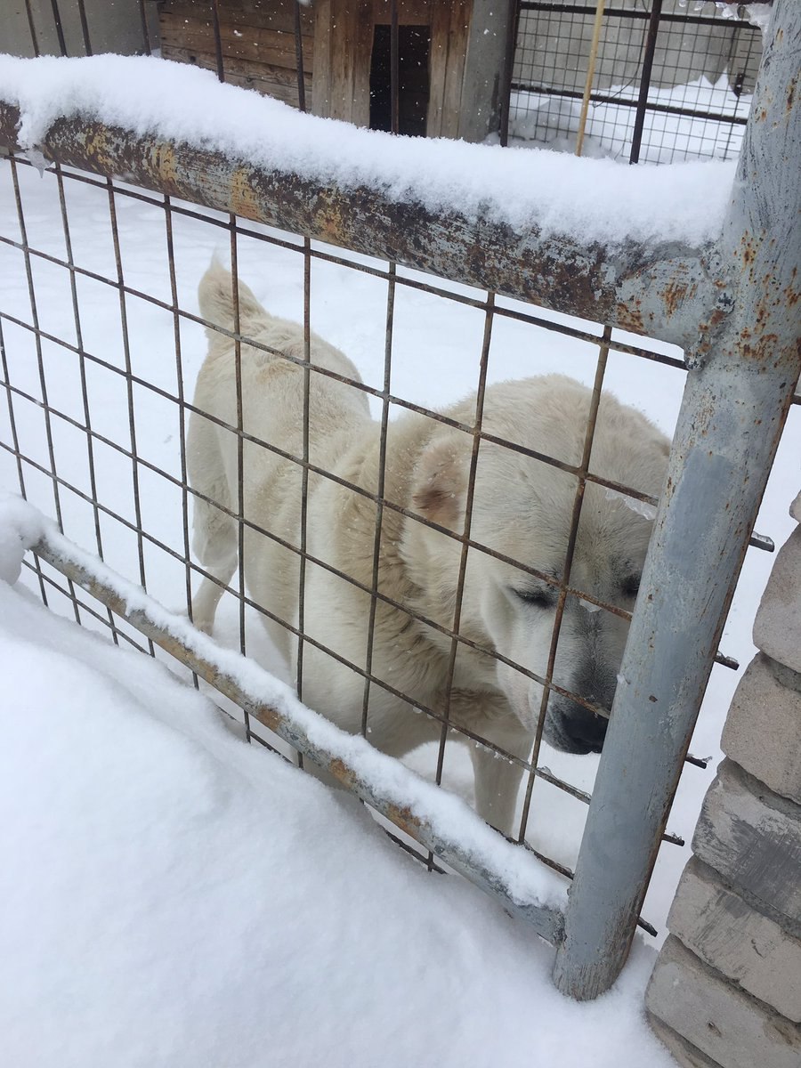 Алабай в вольере