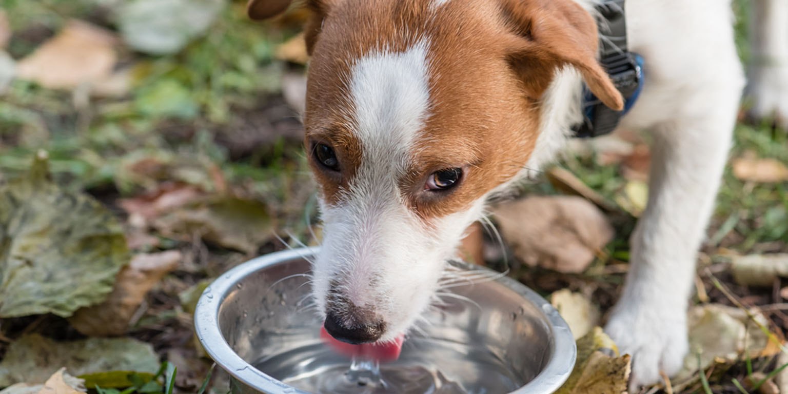 Щенок не пьет воду. Бездомные животные в жару. Налейте животным воды. Налей воды бездомному животному. Собака пьет воду.