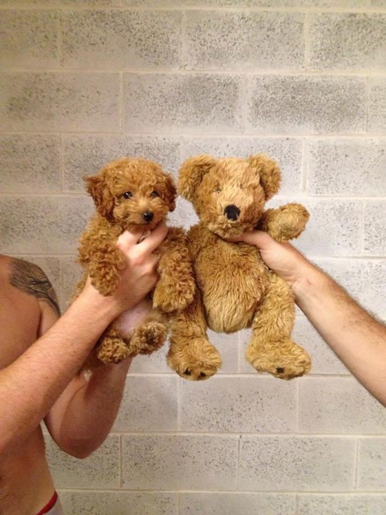 Пудель-Teddy Bear