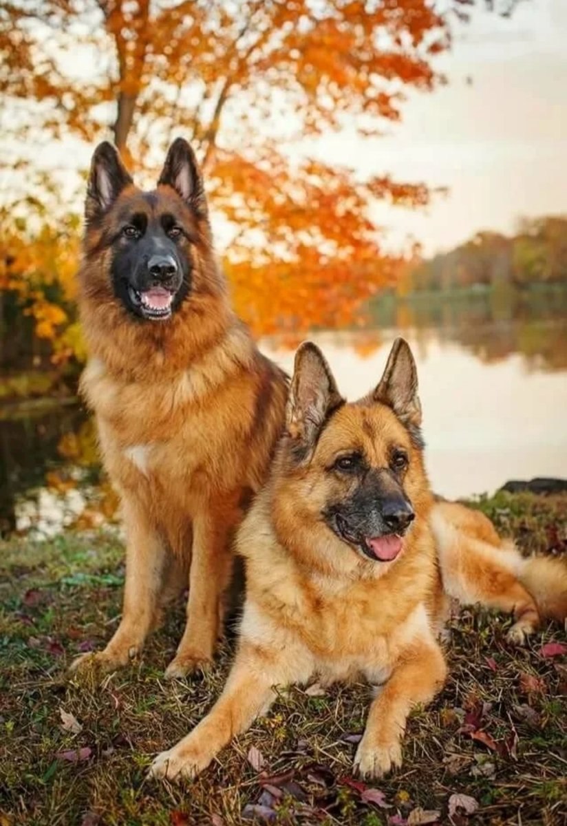 German Shepherd немецкая овчарка