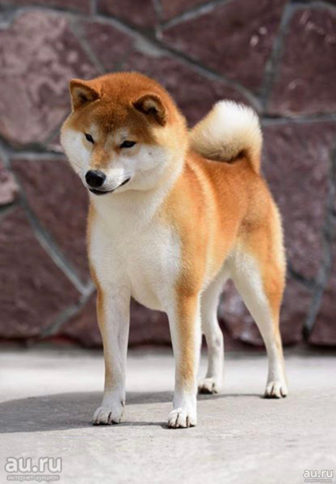 Японская порода сиба. Сиба ину. Сиба-ину породы собак. Порода собак Шиба ину. Сиба Шиба ину.