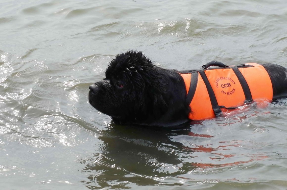 Собака легко перетаскивает утопающего в воде. Собака водолаз спасатель. Собаки спасатели породы ньюфаундленд. Ньюфаундленд спасатель. Собака водолаз МЧС.