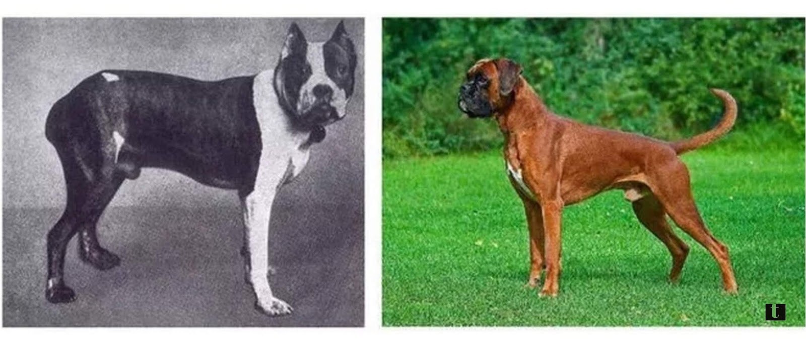 Эволюция пород собак за 100 лет