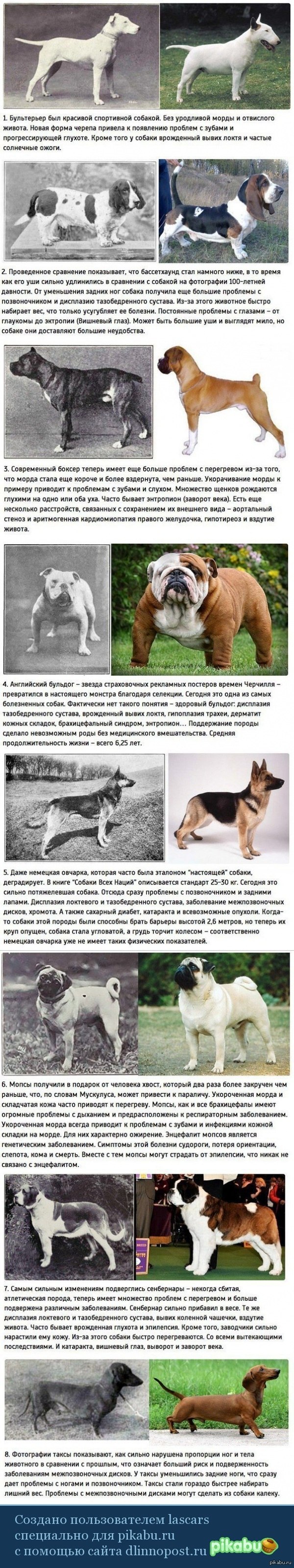 Селекция пород собак