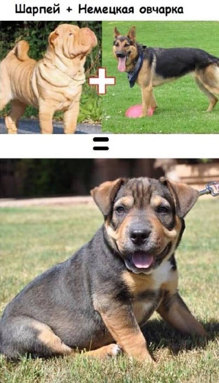 Смесь пород собак