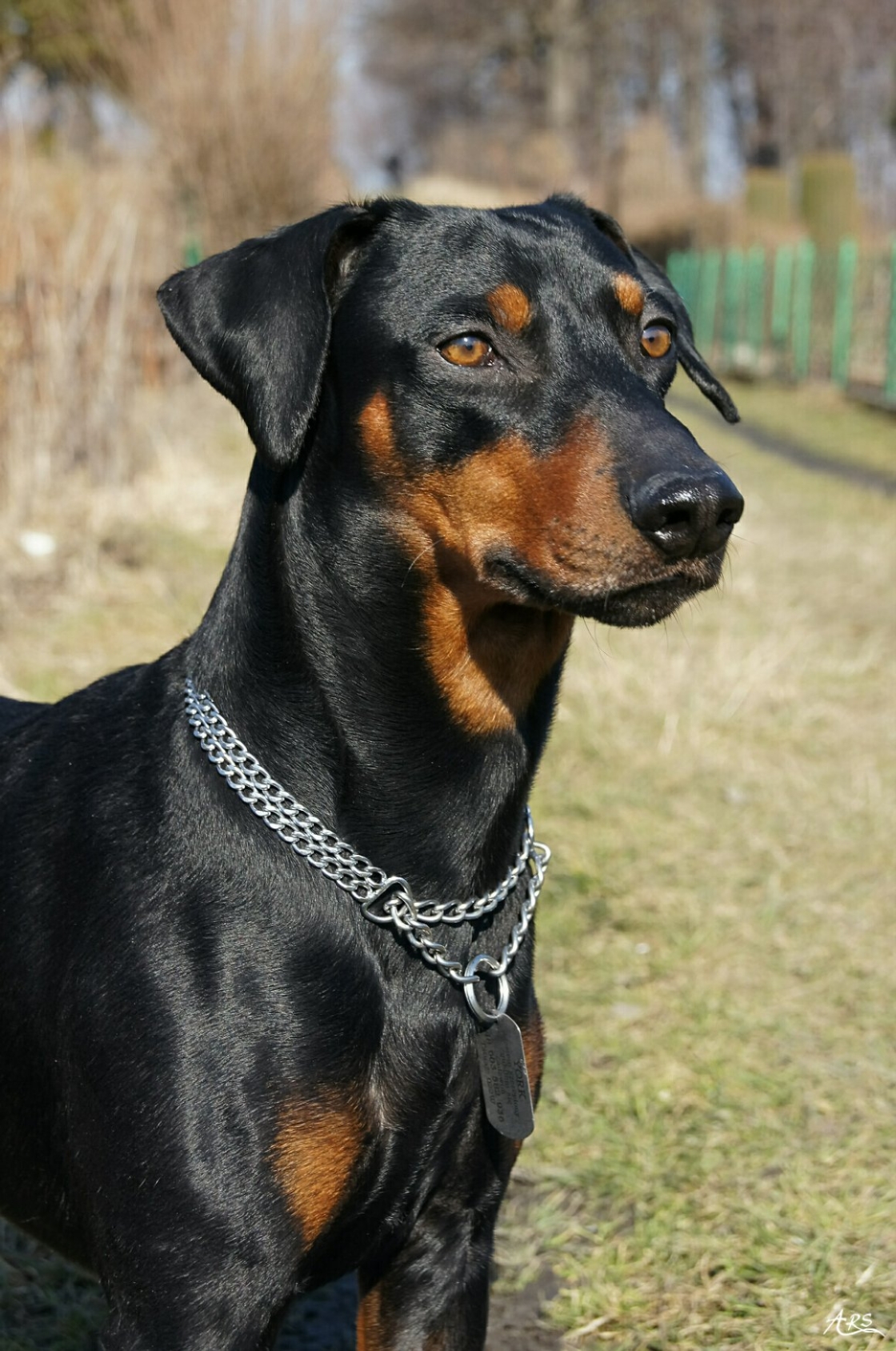 Немецкий пинчер