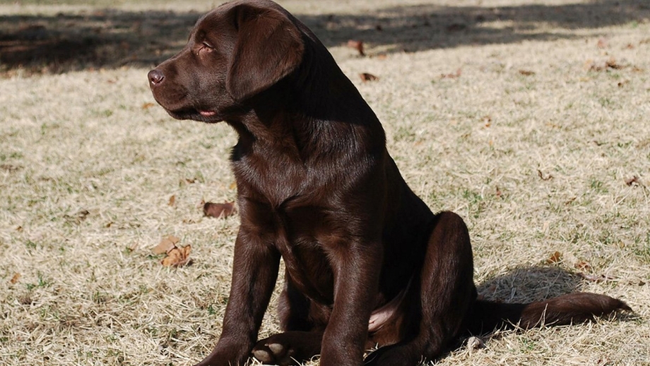 Labrador Dog коричневый
