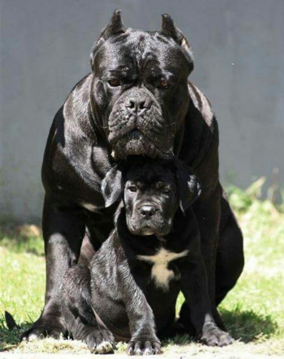 Кане Корсо гигант