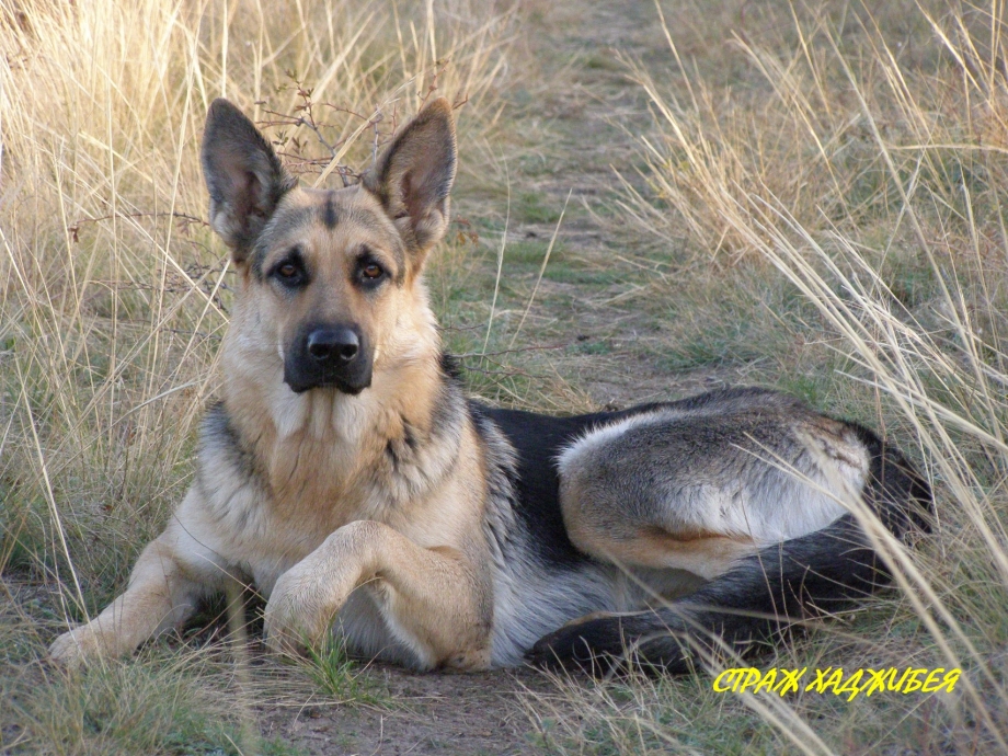 Окрас овчарки Golden Shepherd