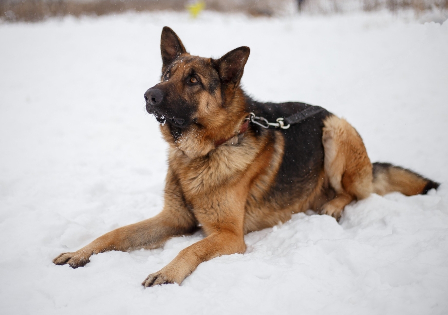 Blue Bay Shepherd порода