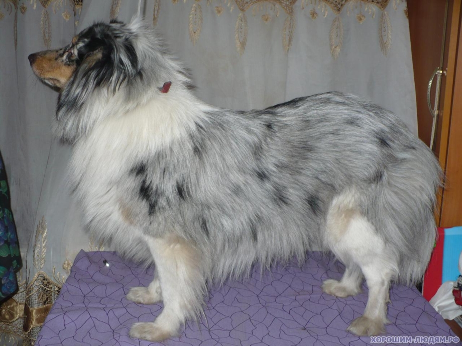 Мини колли мраморная