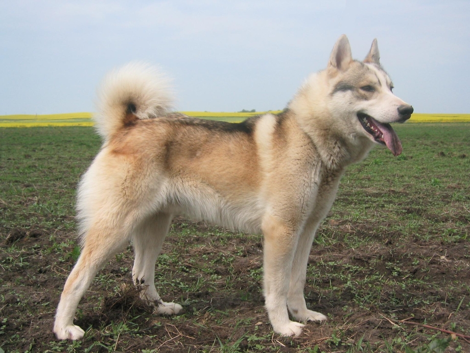 ЗСЛ ханта