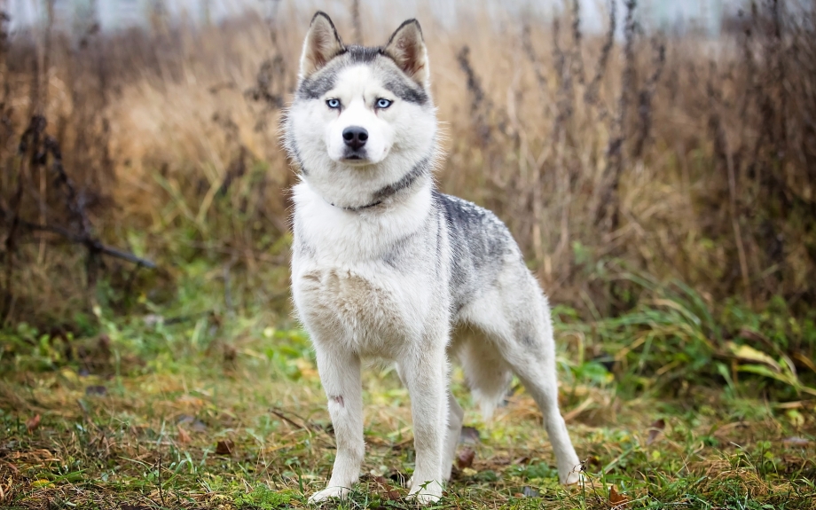 Бернский колли