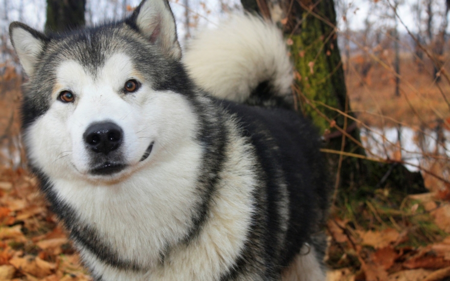 Husky vs Alaskan Malamute
