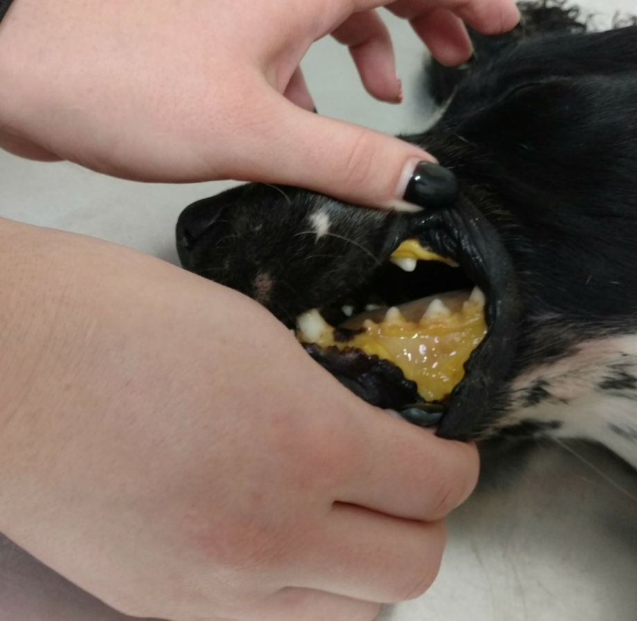 Пироплазмоз собак желтушность