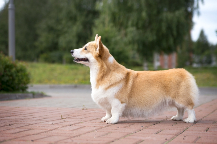 Щенок корги