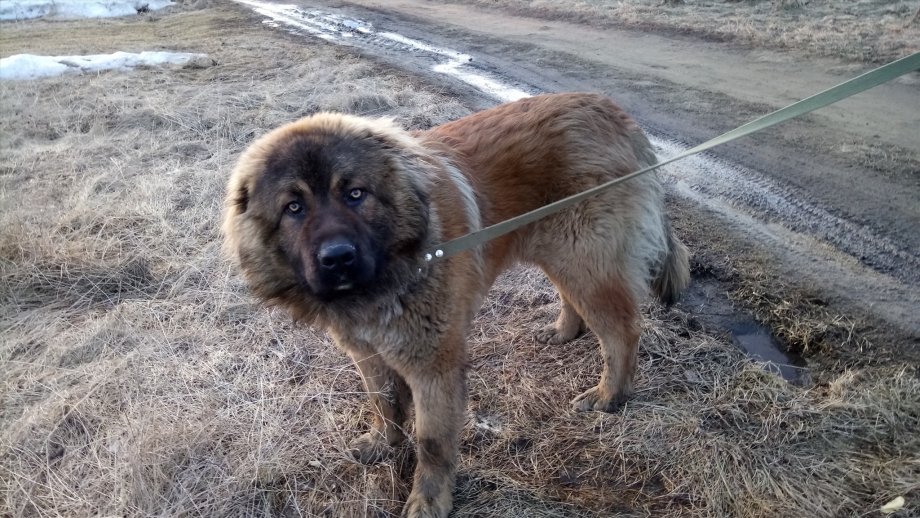 Помесь волкодава и кавказской овчарки
