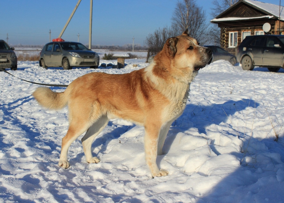 Кавказская овчарка