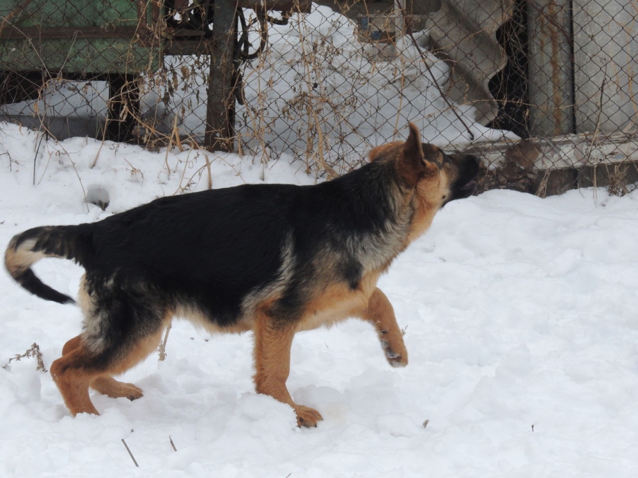 Sky Blue Dog